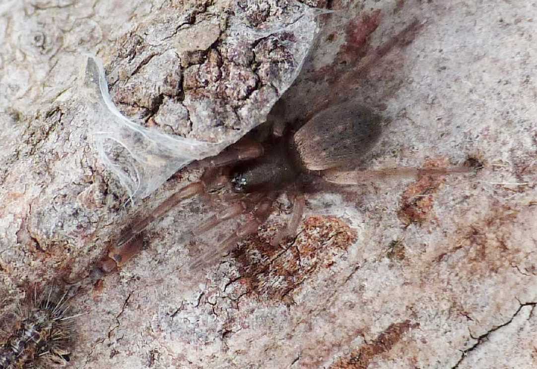 Giovane Nemesia sp. - Santa Severa (RM)